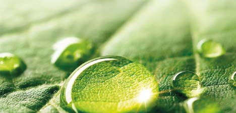 A close-up of a water-drenched green leaf, showcasing its eco-friendly nature.